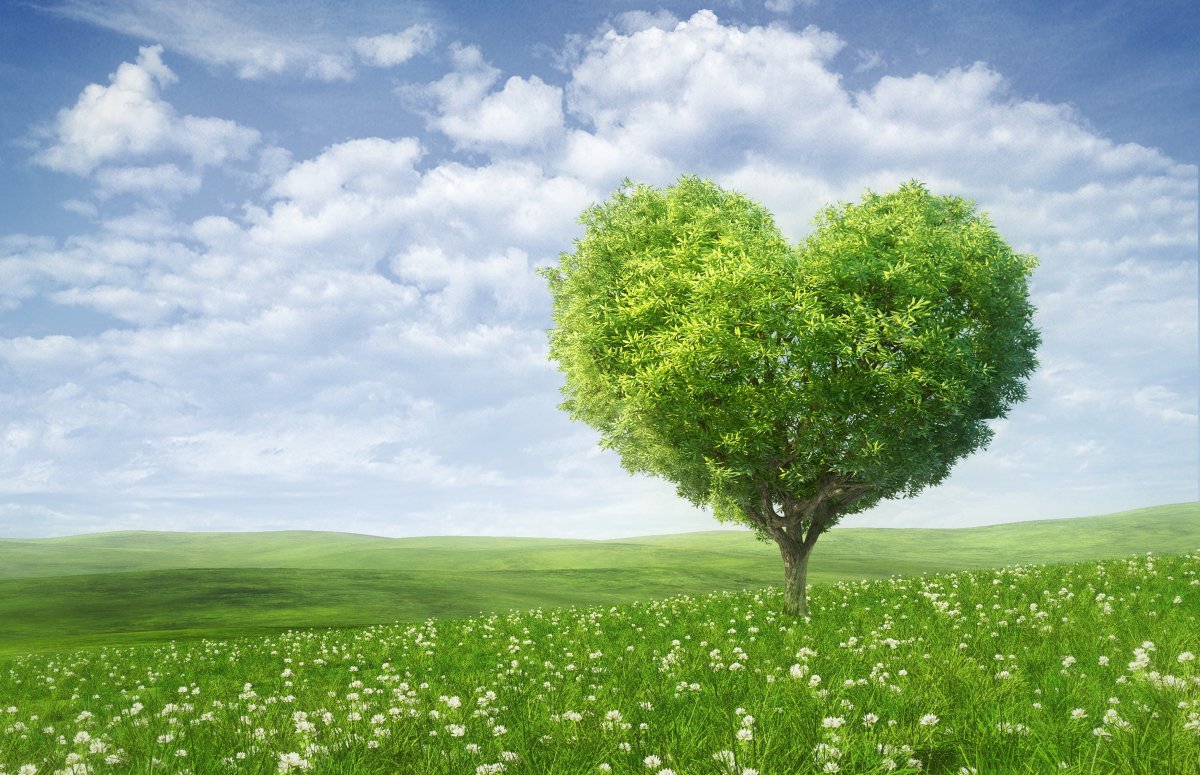 心形树爱心树七夕情人节爱情浪漫绿色的田野5k风景图片图片
