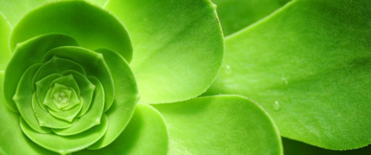 绿色植物摆放什么方位