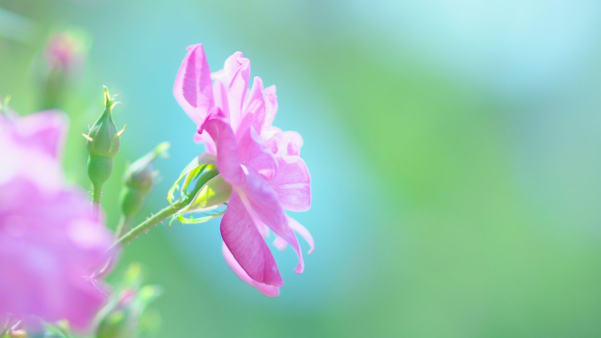 粉红色的花朵 自然 夏天 绿色背景4k图片,4k高清风景图片,娟娟壁纸