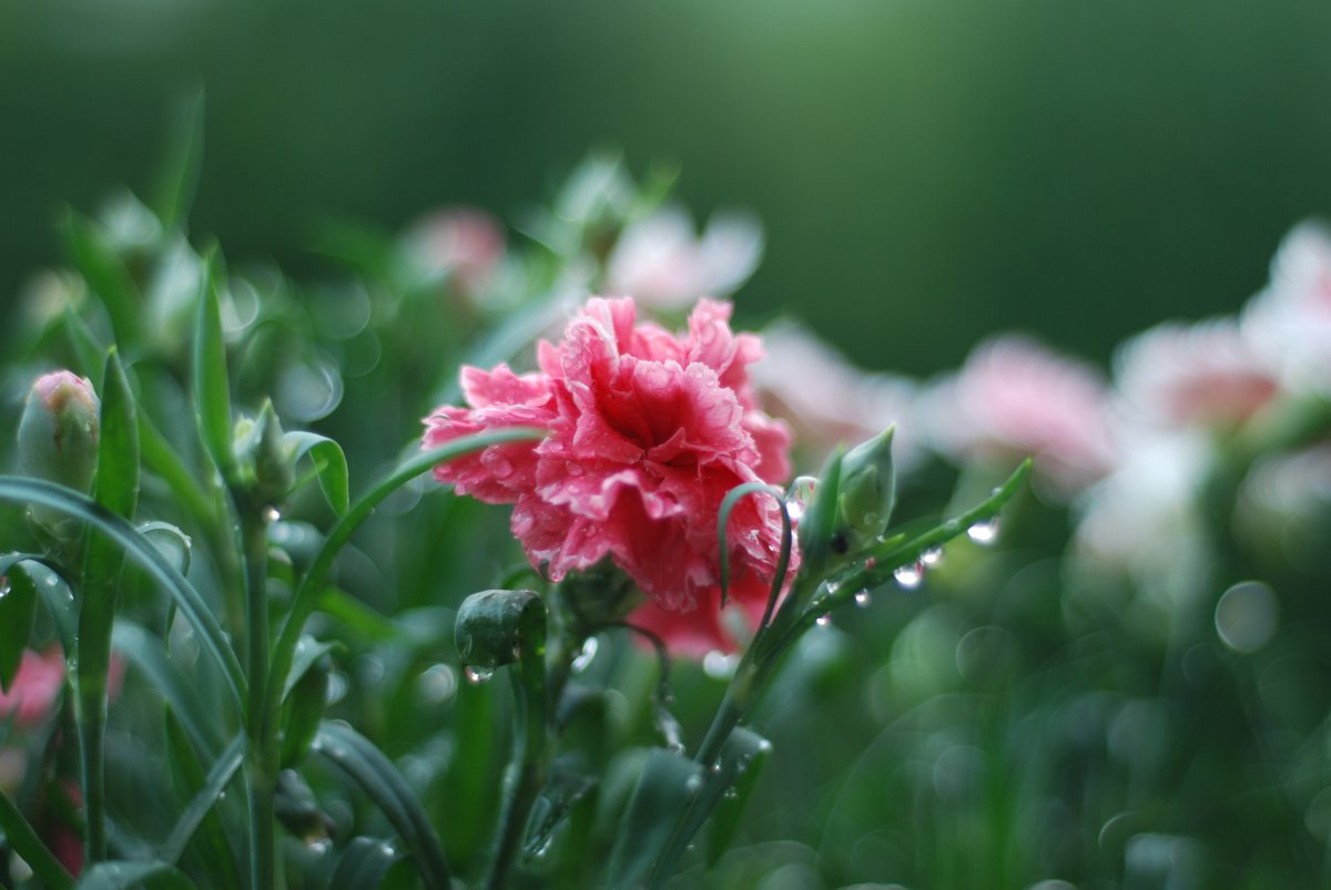 图片雨后的鲜花图片,4k高清风景图片,娟娟壁纸