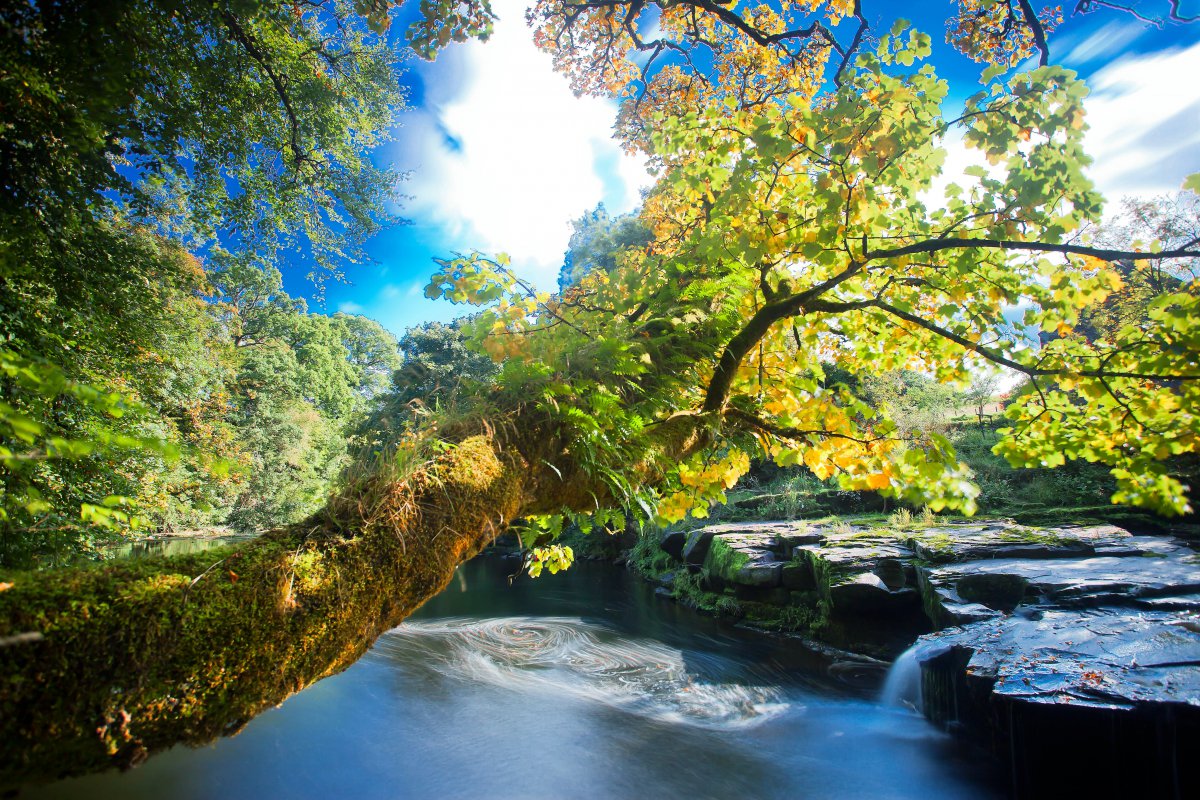 树叶 河流 小溪 树木 灌木 苔藓 自然风景4k图片,4k高清风景图片,娟娟