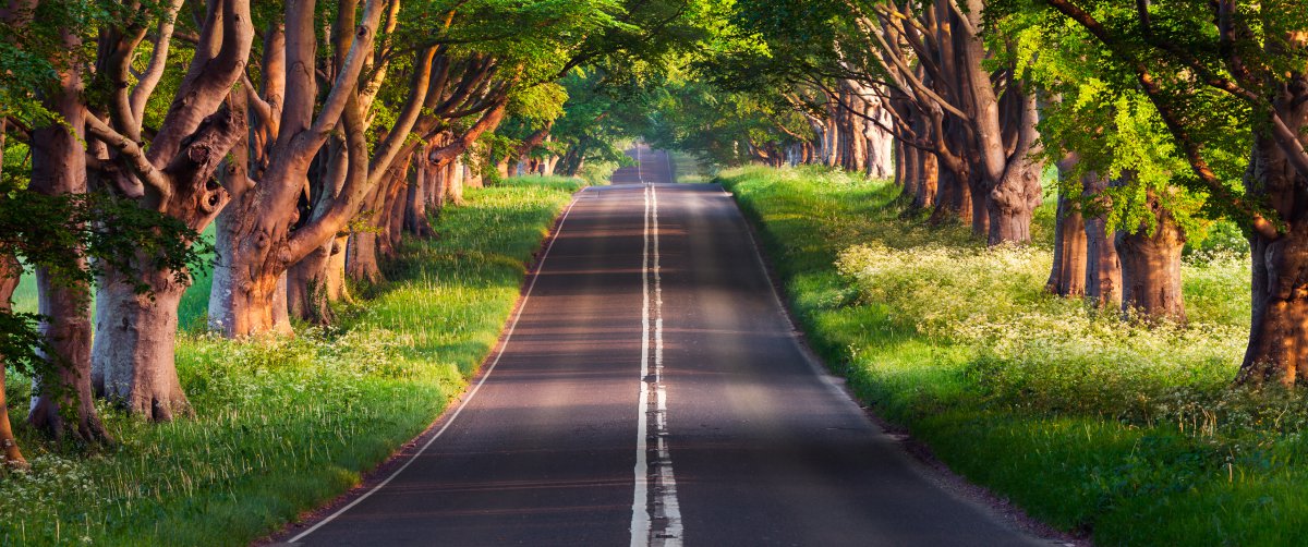 布蘭德福德路 綠色森林道路風景超清圖片,4k高清風景圖片,娟娟壁紙