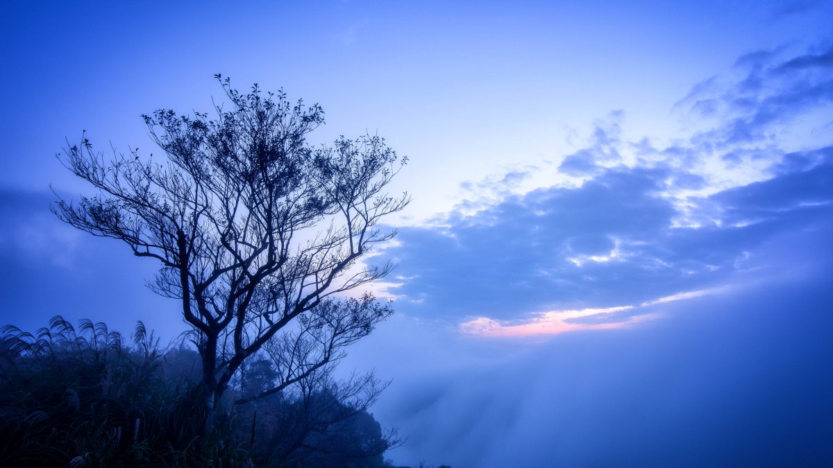 丛林山雾干树黎明风景图片