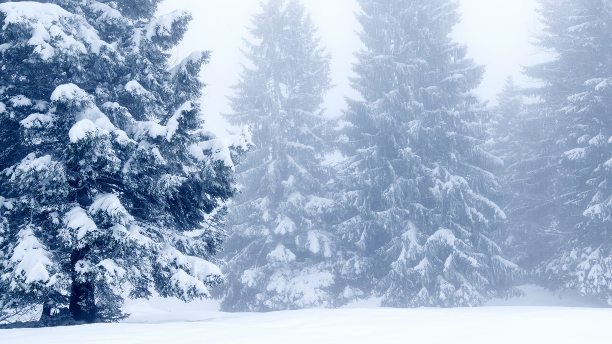 冬天的雪松風景圖片,4k高清風景圖片,娟娟壁紙