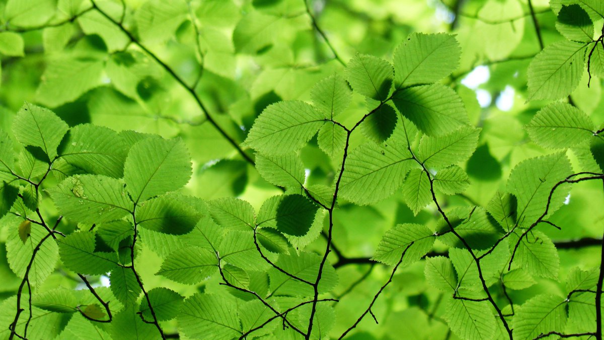 叶子宽大的绿色植物图片
