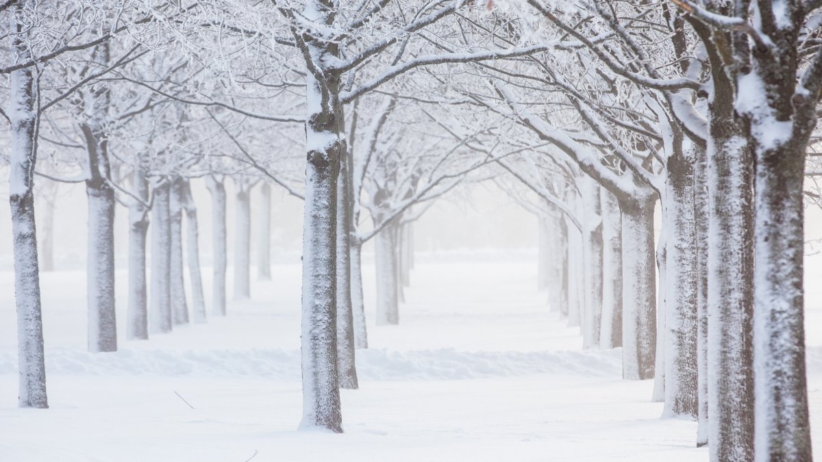 冬天的树林雪景图片