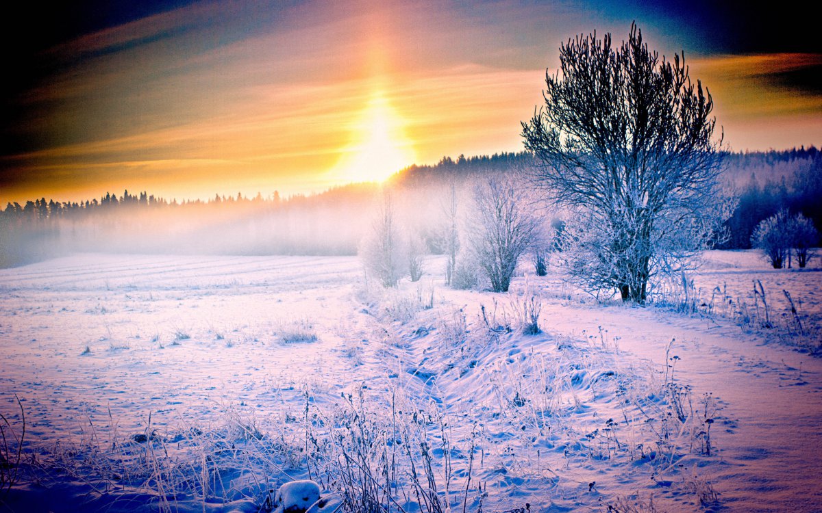 冬天阳光雪树林风景图片