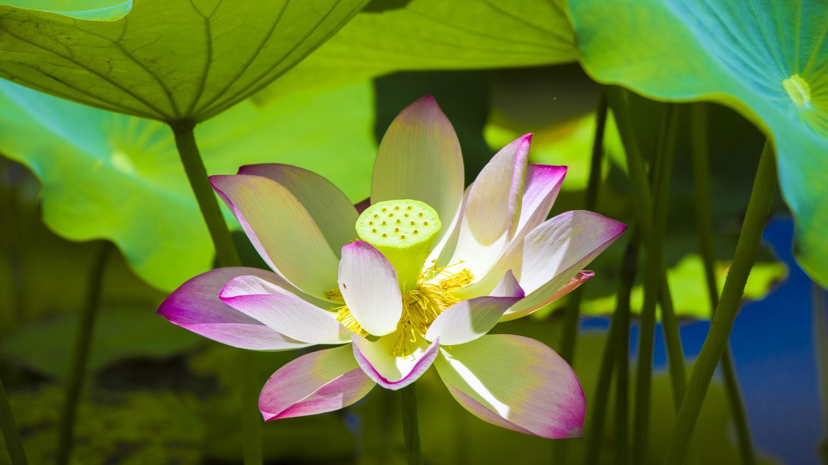 夏天阳光粉红色莲花绽放特写图片