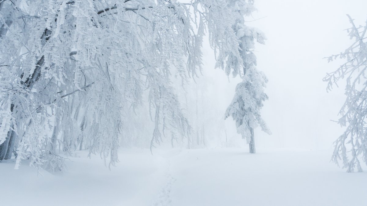 冬天大雪覆盖的树木和道路图片