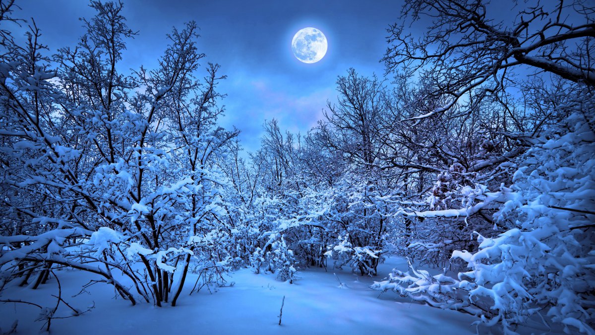 夜晚的树林雪景图片