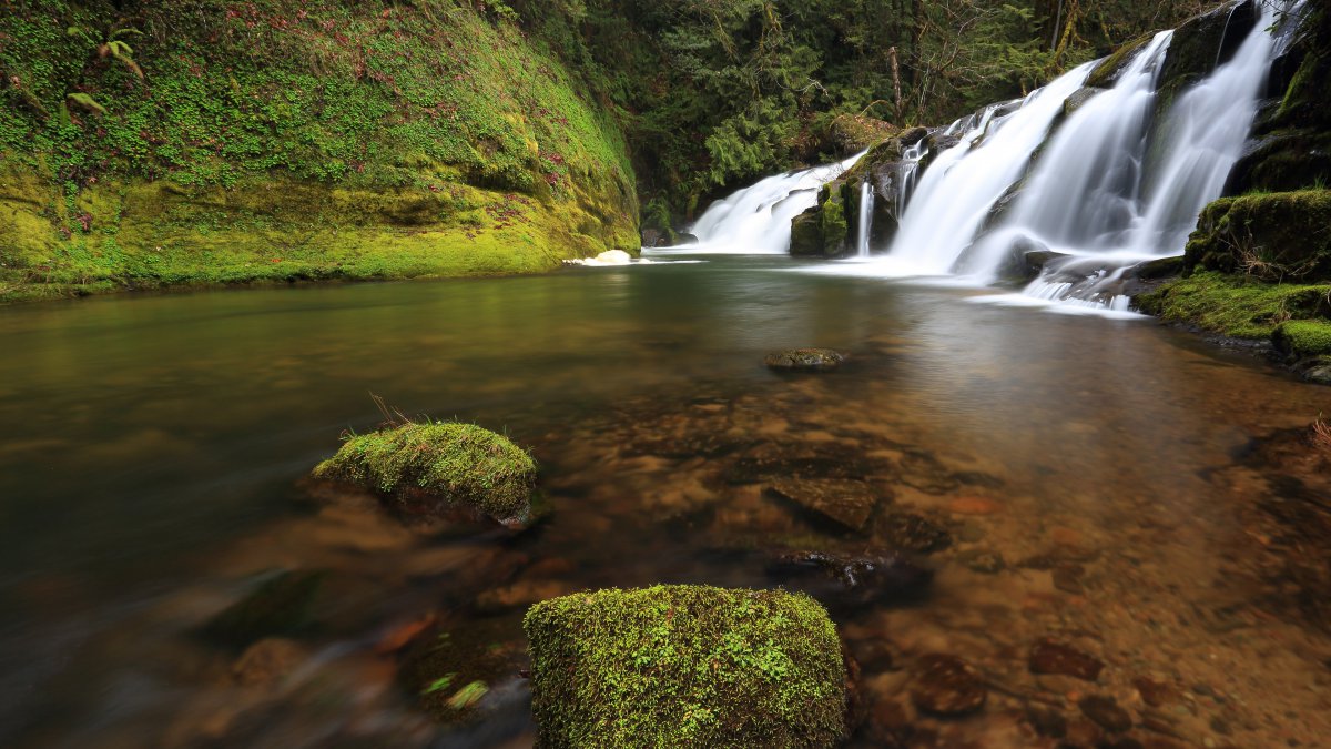 绿色,丛林,溪流,苔藓,石头,4k,高清图片