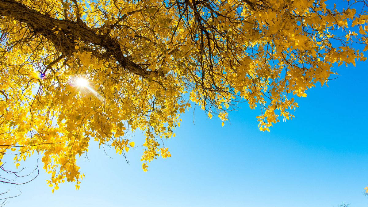 额济纳旗子,金黄白杨树,森林,叶子,蓝天图片,4k高清风景图片,娟娟壁纸