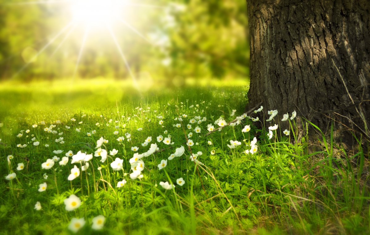 阳光明媚的草地树鲜花4k风景图片