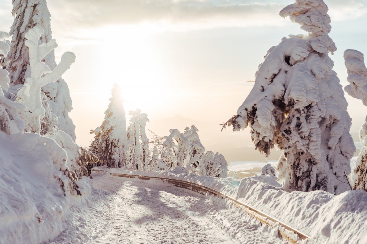 大雪厚厚的雪树路4k风景图片