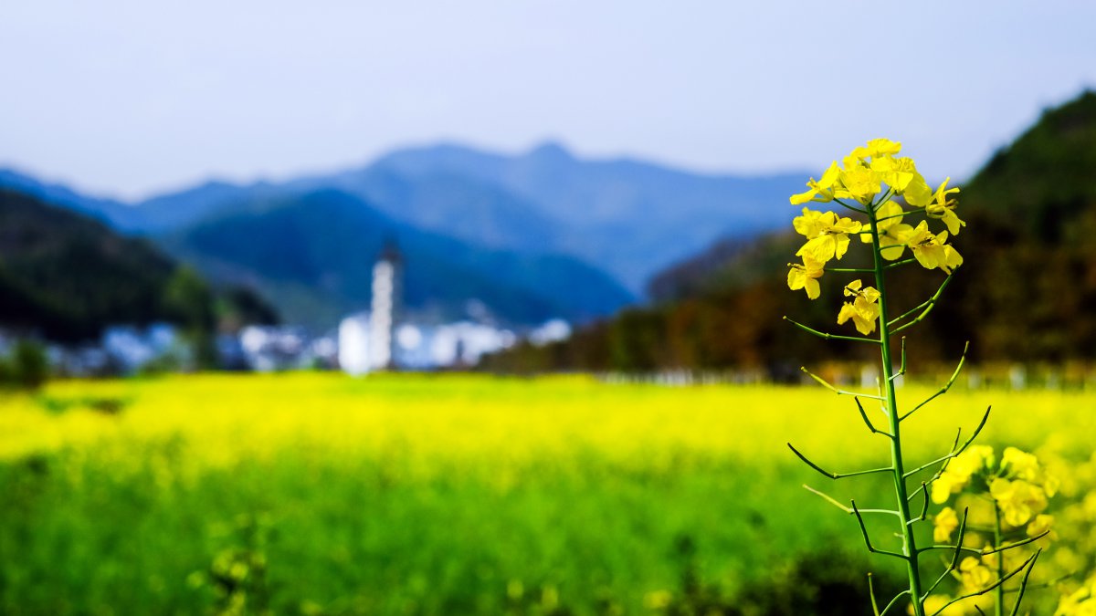 中国江南,春天,油菜花,摄影图片,4k高清风景图片,娟娟壁纸