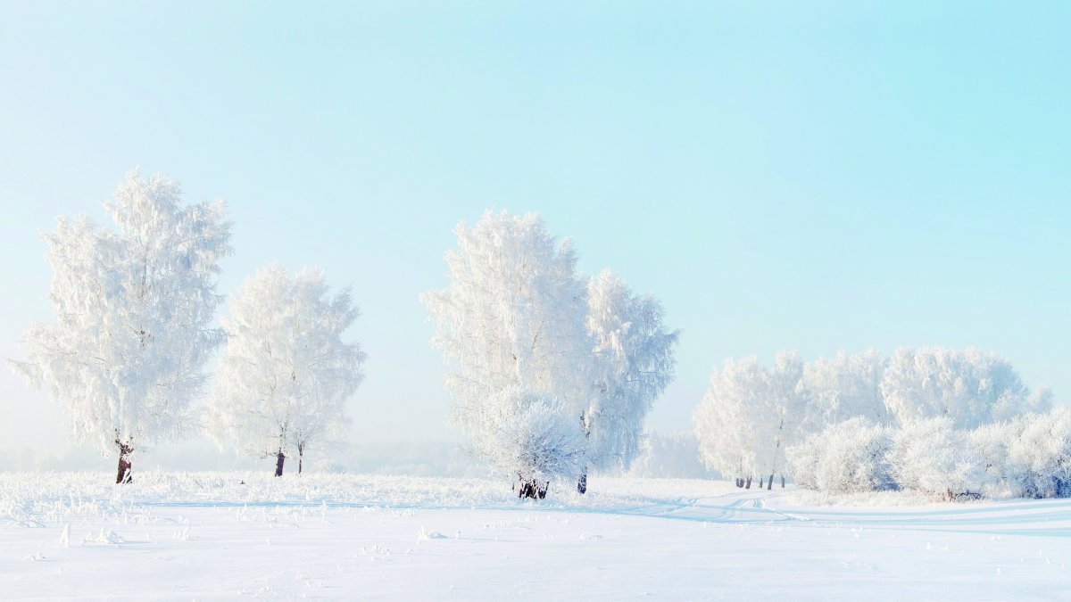 冬季,森林,雪松,高清,自然,景观图片