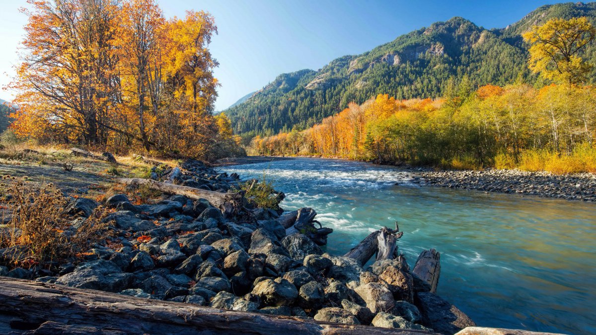 美国秋石头黄色森林河图片