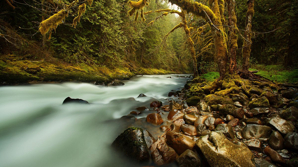 原始,森林,溪流,苔藓,石头图片,4k高清风景图片,娟娟壁纸