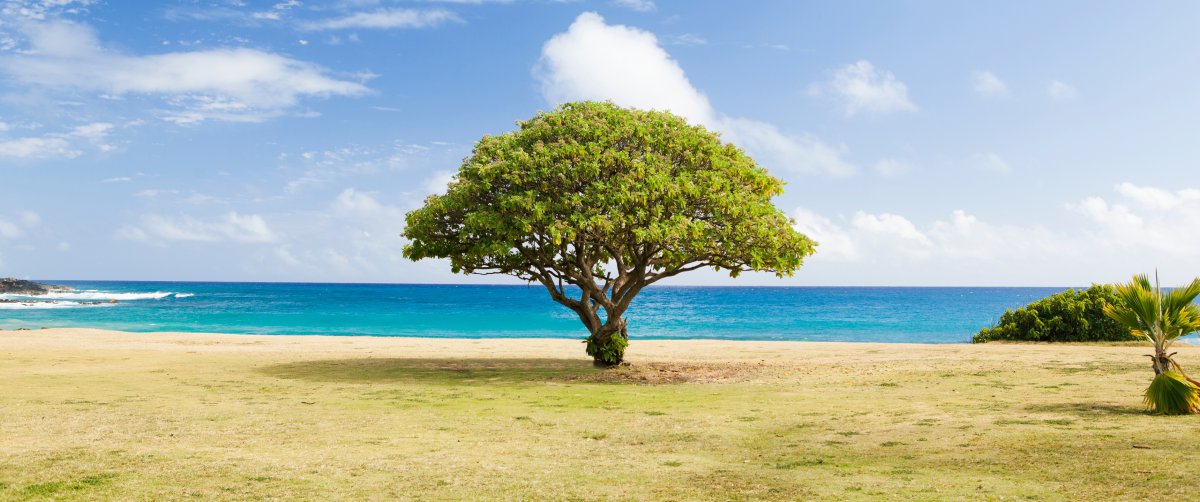 海边种什么树最好(海边绿化适合栽什么树?)