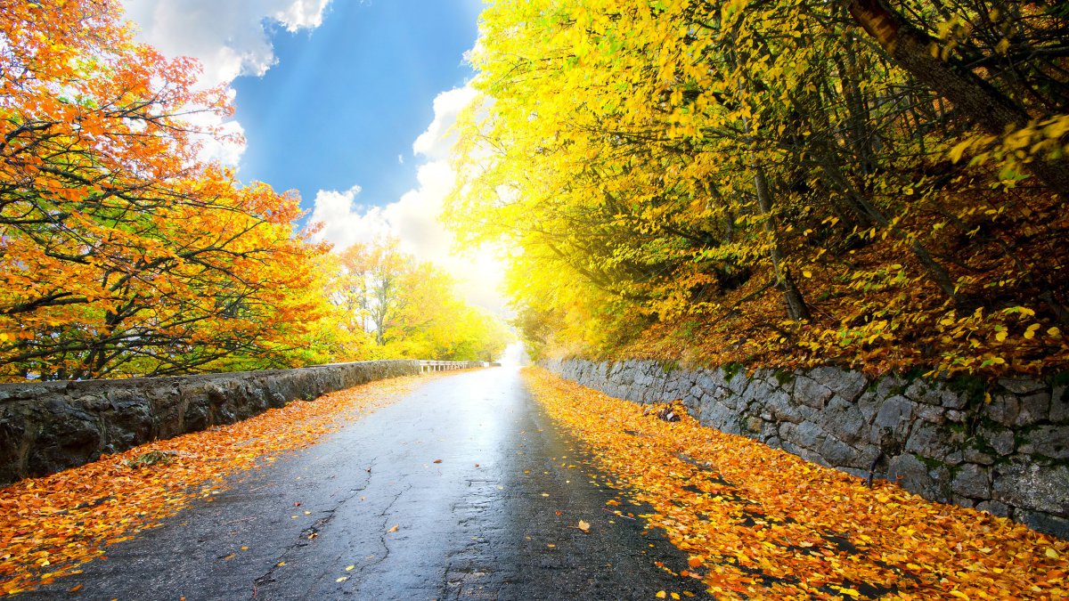 秋天道路金黄色叶子风景图片