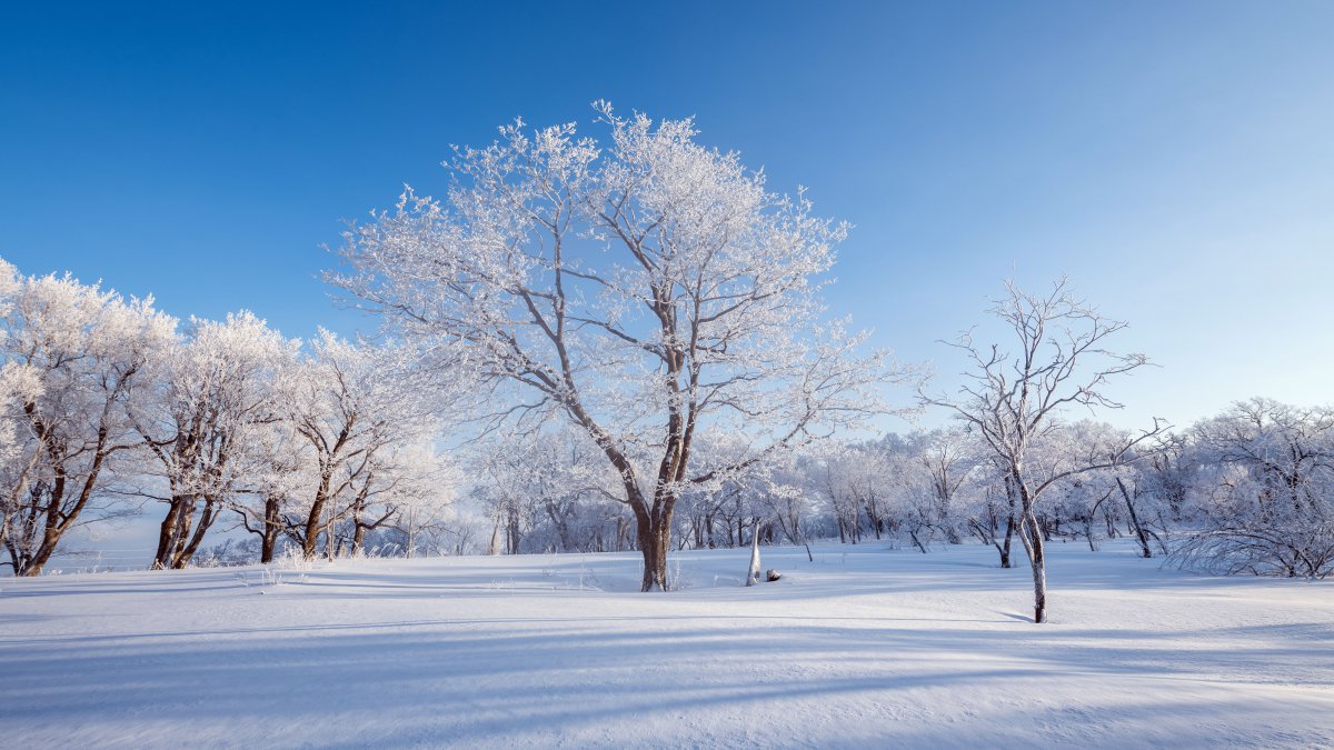 高清中国吉林冬季霜松树2021自然5k照片图片
