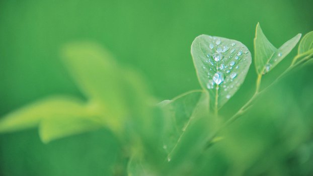 紫色,淡紫色,草甸,草原,花图片,4k高清植物图片,娟娟壁纸 - 草原4k
