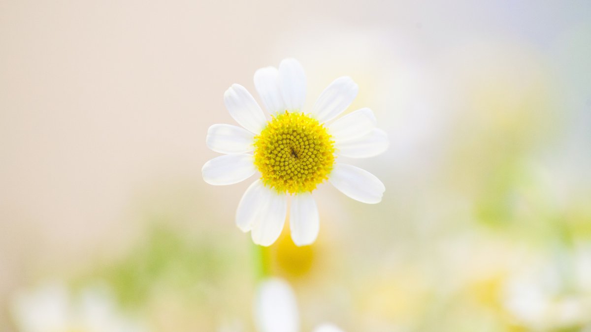 高清盛开 白 花 背景虚化 4k 摄影图片 4k高清植物图片 娟娟壁纸