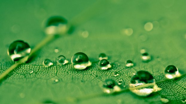 高清绿色，树叶子，水滴，4K，特写镜头图片