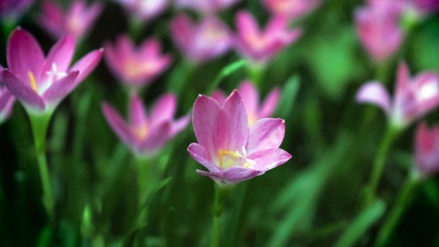 高清紫，兰花，花，4K，高清，特写图片
