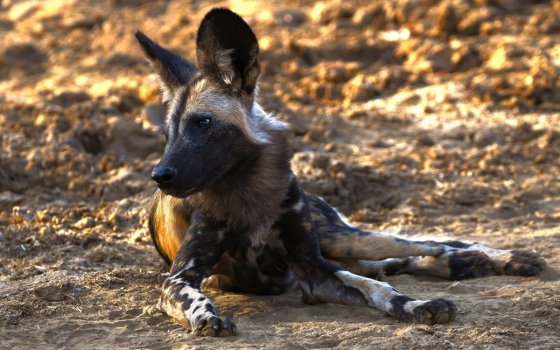 高清非洲野犬图片