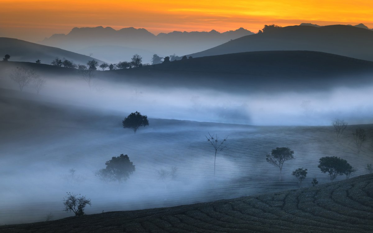 高清山茶园早晨雾5k风景图片