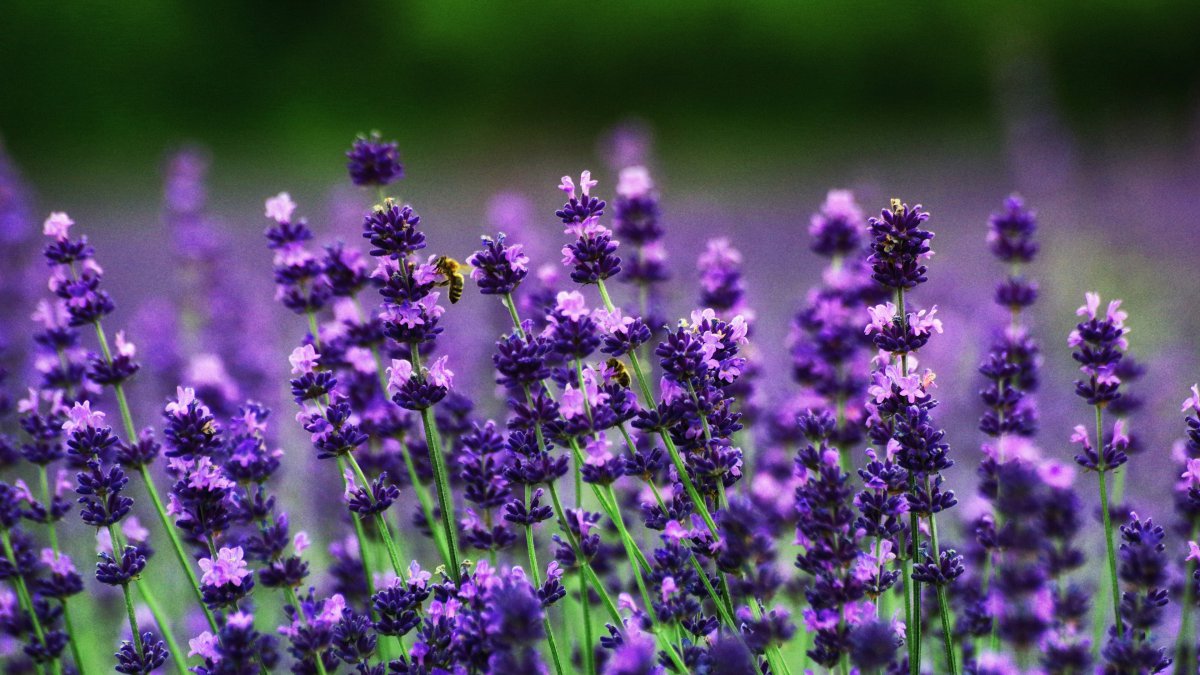 紫色,薰衣草,花场,4k,超高清图片,4k高清其它图片,娟娟壁纸