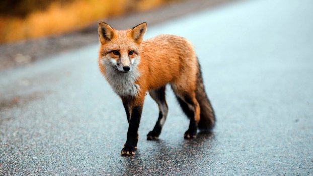 野生动物，棕狐，2022，高清，照片图片