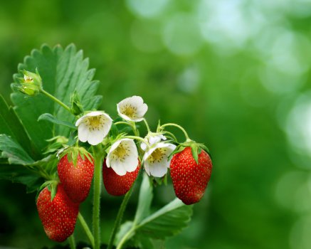 草莓水果,花,叶子,高清图片图片