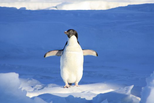 企鹅 蓝色 水 冰 动物图片图片