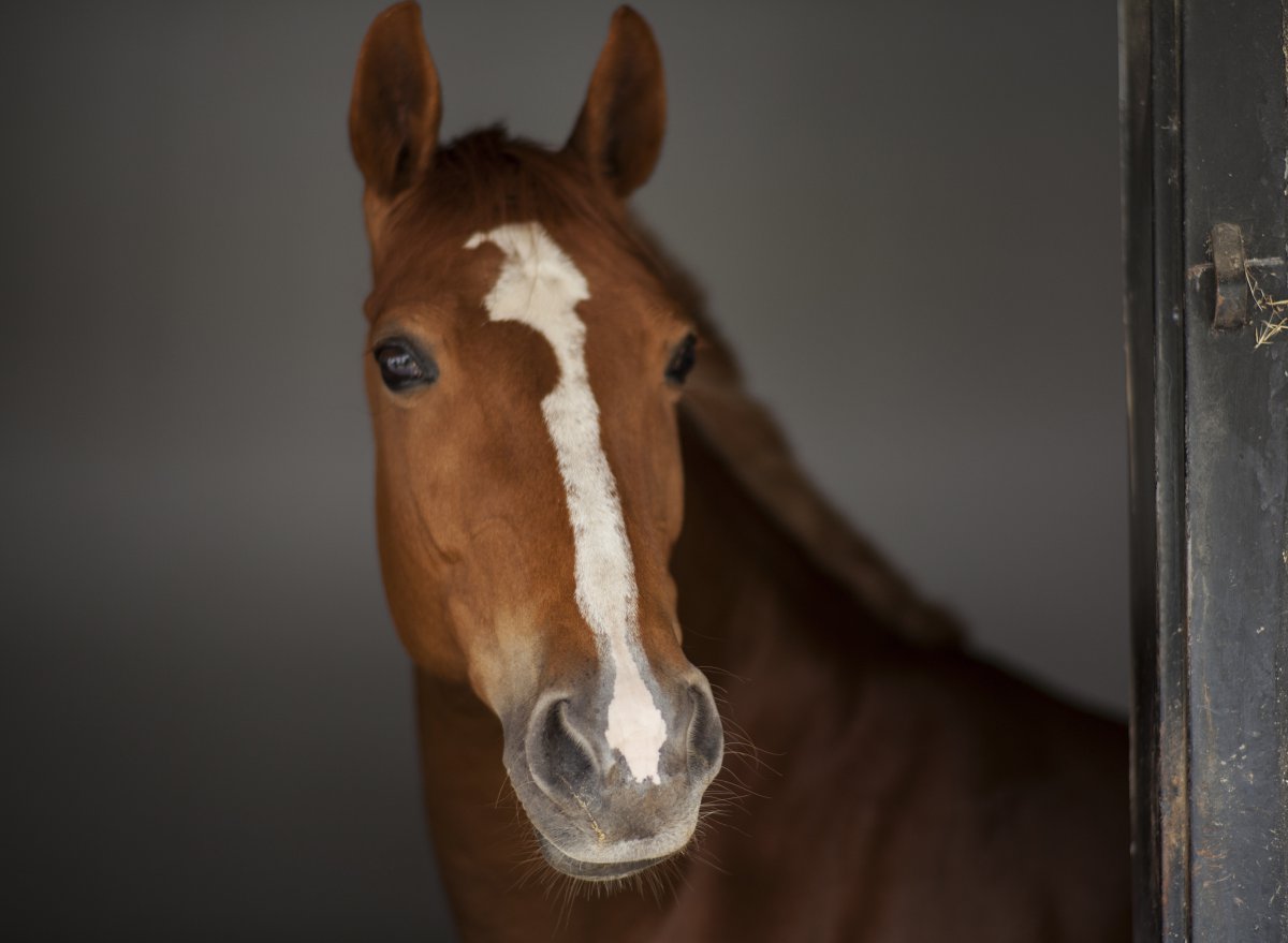 马 美丽 眼睛 纯种马 鼻子 4K动物图片
