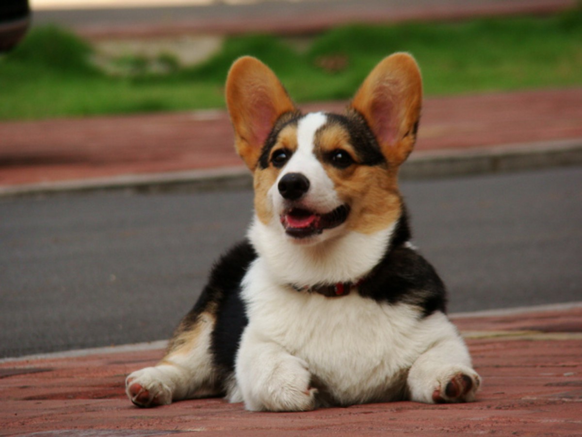 柯基犬-动物壁纸-高清动物图片-第10图-娟娟壁纸