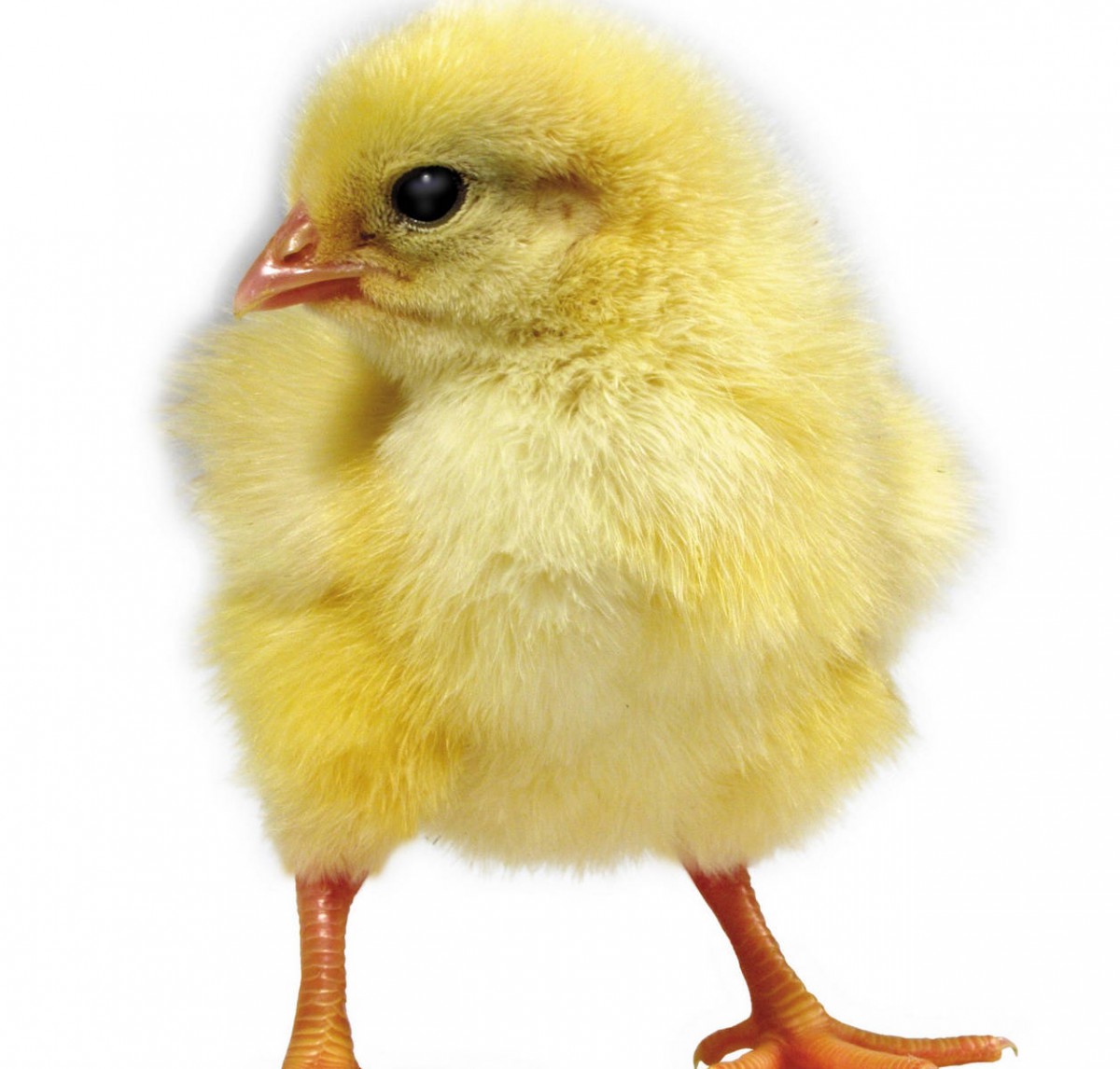 毛茸茸的小鸡图片-动物壁纸-高清动物图片-第18图-娟娟壁纸