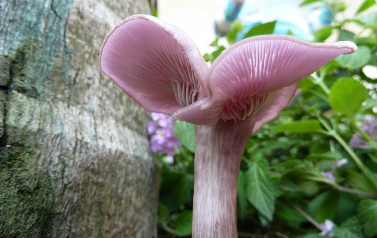 花卉 植物绿叶 > 野生菌类蘑菇图片显示:√欣赏模式   全屏模式 壁纸