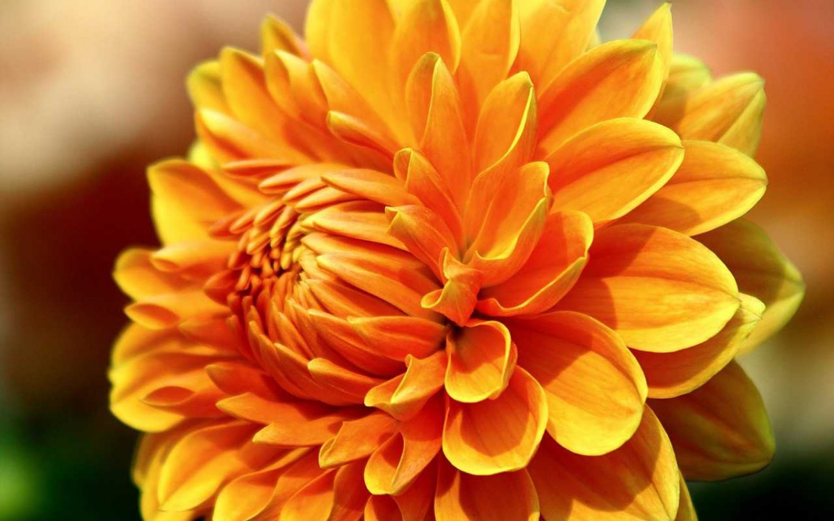 菊花特写桌面壁纸1519