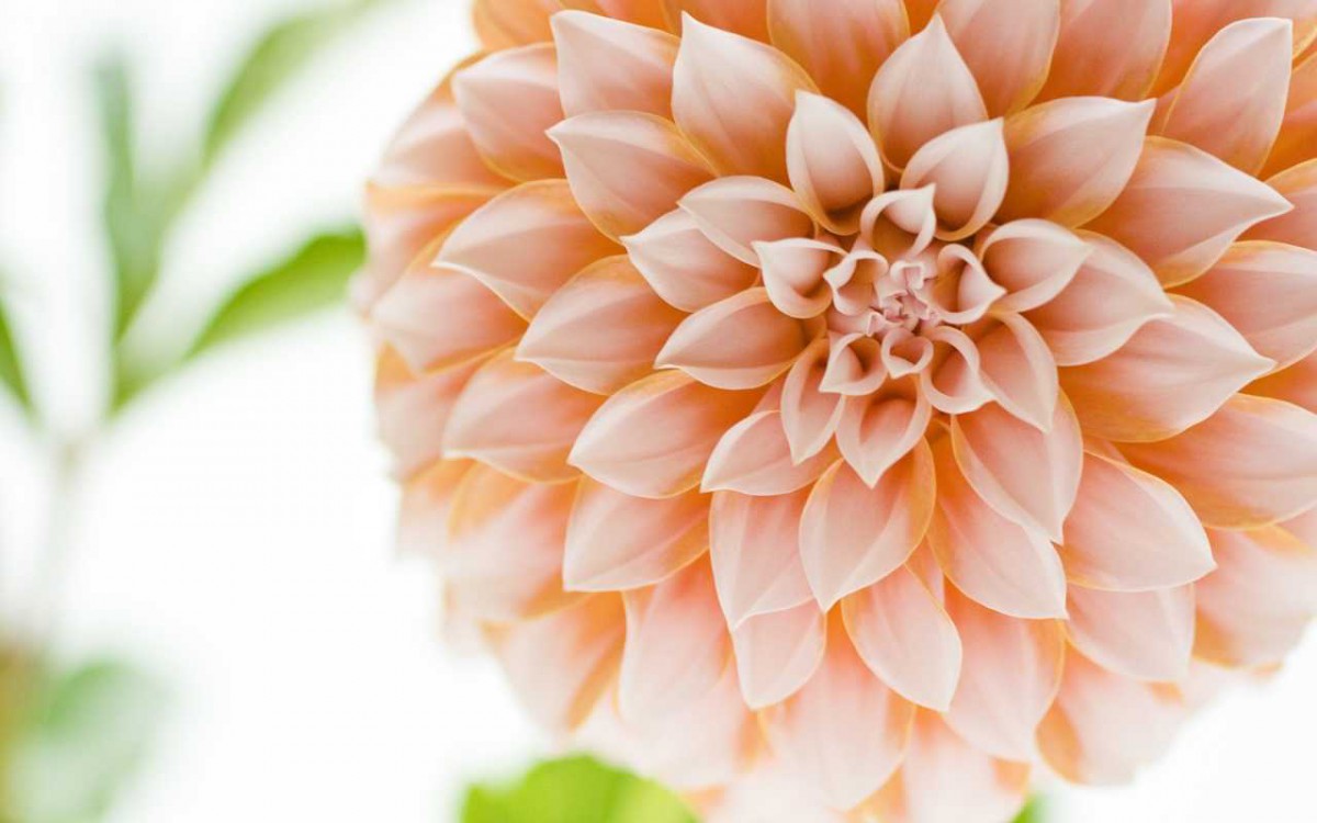 菊花特写桌面壁纸(18/19)