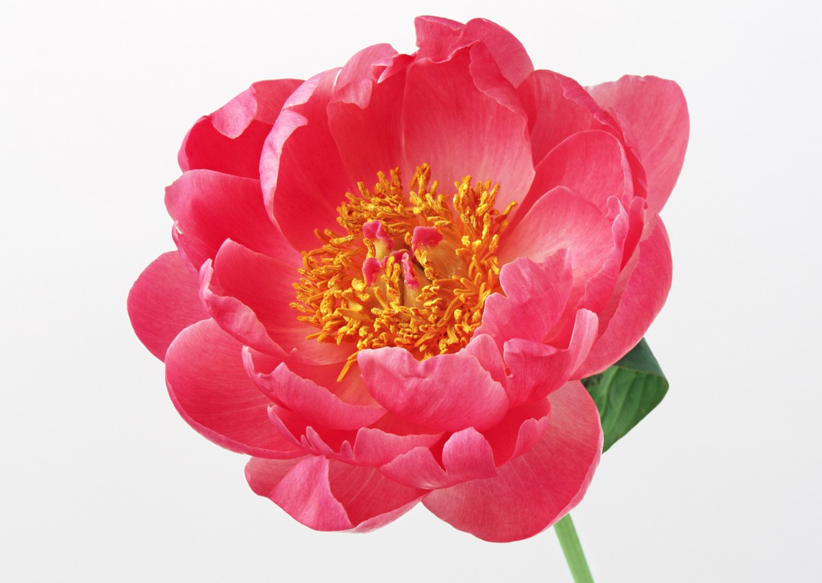 花朵图片背景壁纸1120