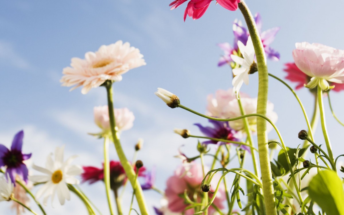 美丽花儿与蓝天-花卉壁纸-高清花卉图片-第10图-娟娟壁纸