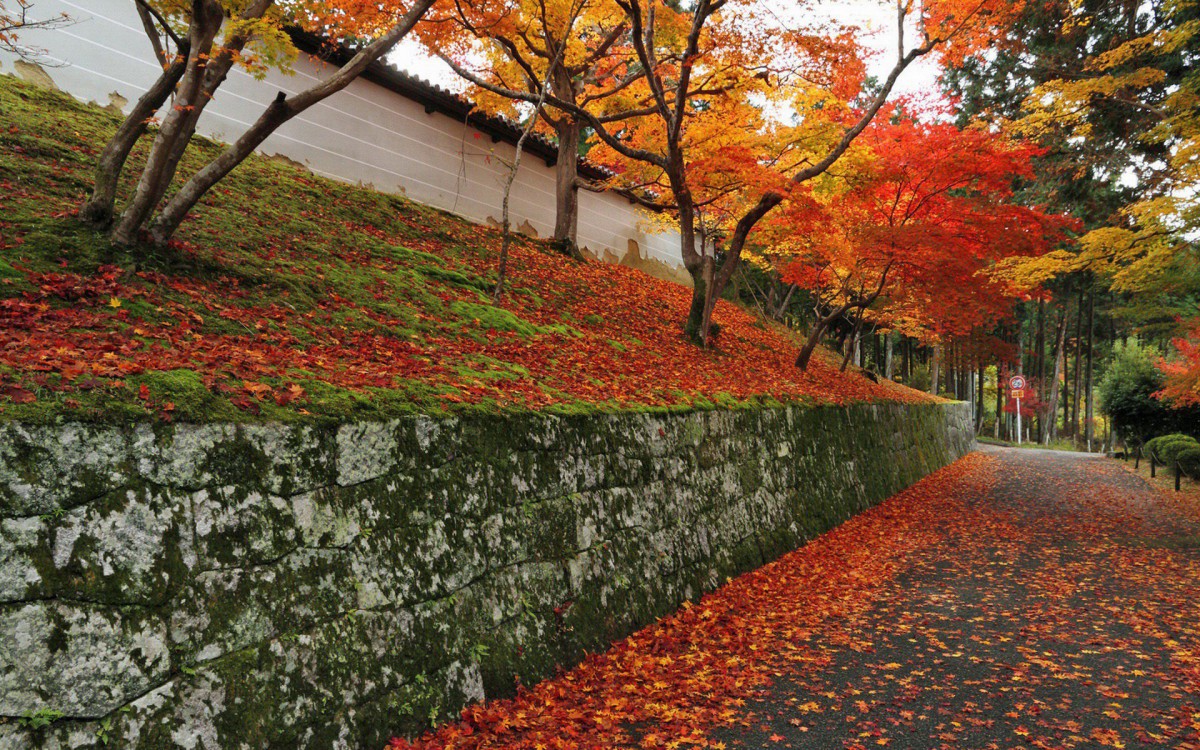 枫叶红叶满地风景 花卉壁纸 高清花卉图片 娟娟壁纸