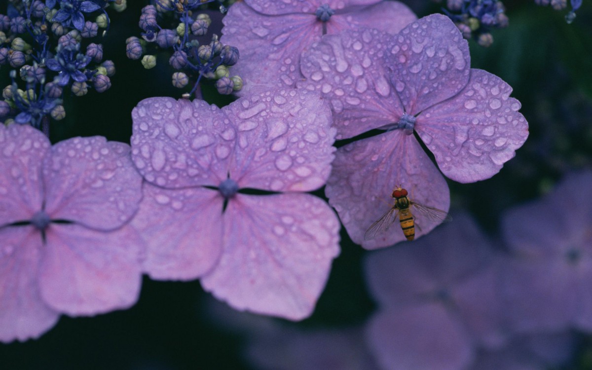 好看的紫色花丛图片-花卉壁纸-高清花卉图片-第4图-娟娟壁纸