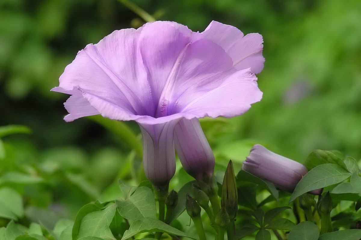 紫色唯美的牵牛花图片壁纸1520