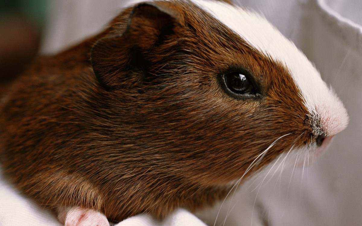 可爱小豚鼠壁纸(3/8)