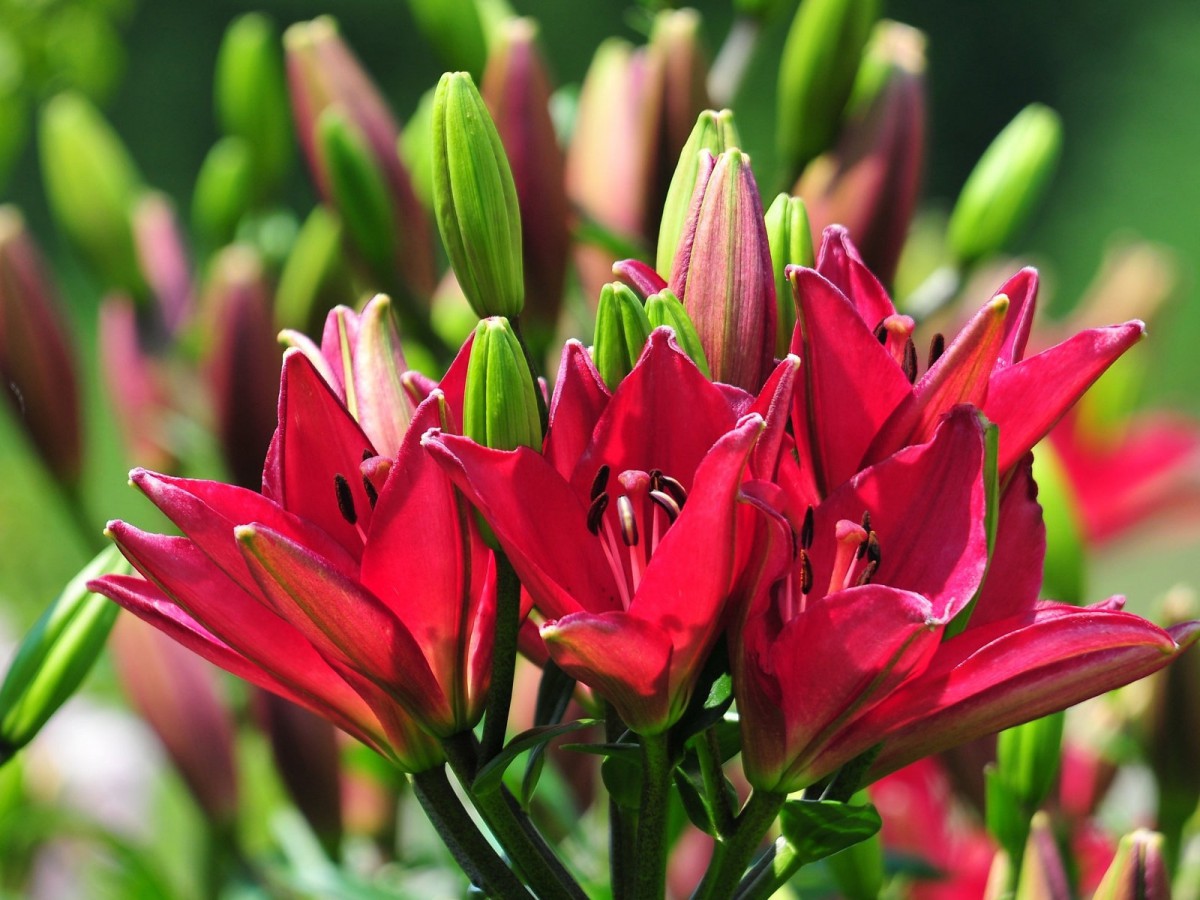 清新百合花图片桌面壁纸316