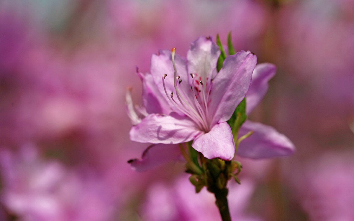 殷红似火的杜鹃花图片壁纸1328