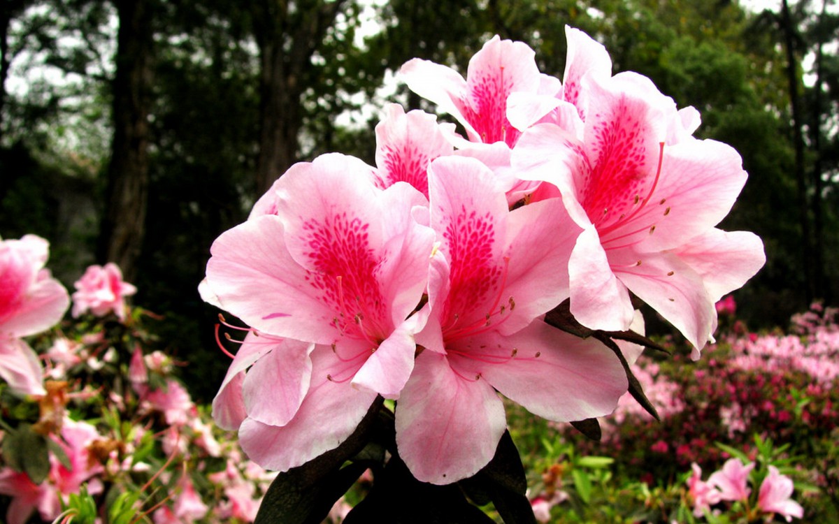 殷红似火的杜鹃花图片壁纸2628